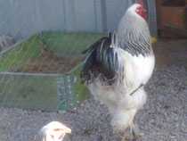 BRAHMAN