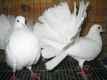 Colipava