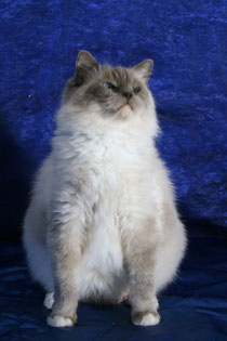 ORSA BLUE MITTED