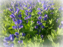 Nannette's Blue Wild Indigo