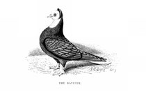 James C. Lyell 1879