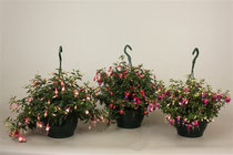 Hangfuchsia's 2011