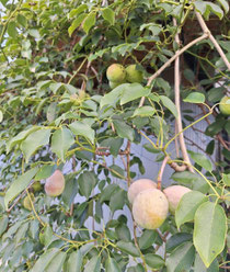 やっと、やっと朝晩涼しく感じる時間が出てきましたね。この猛暑を乗り越え皆さま体調はいかがでしょうか？髪でいうと細く軟毛の方は特にダメージを感じてると思います。まずはぬるま湯洗髪でアミノ酸の洗浄力が優しいシャンプーを使ってほしいと思います。10月の定休日は毎週日曜日と6日、20日です。時短営業の日もありますのでよろしくお願いいたします。