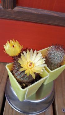 100均で買ったサボテン🌵室内に置いてたけど、陽に当たるようにしたらプクプク丸～く育ってくれて、花まで咲いてくれた✨うれしい出来事でした。