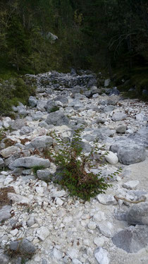 Ausgetrocknetes Flußbett