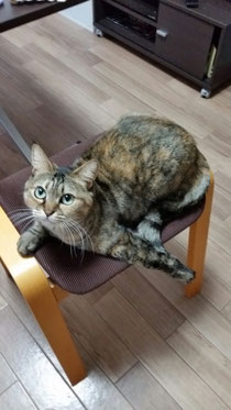 教室のにゃんこ③たぬこ