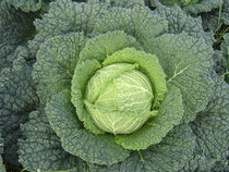 Savoy Cabbage