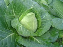 Pointed Cabbage