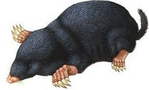 Der Maulwurf