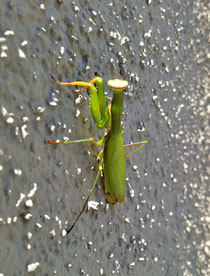 Europäische Gottesanbeterin (mantis religiosa)