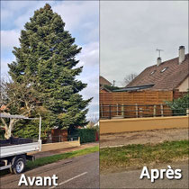 Abattage Résineux 