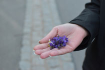 Blüten sammeln