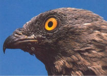 Der Kopf des Wespenbussards ist gut an das Ausgraben von Wespennestern angepasst.