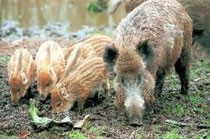 Wildschwein mit Frischlingen auf Futtersuche