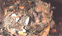 Bei Gefahr rollt sich der Igel zu einer Kugel zusammen. Es ist die für den Igel typische Verteidigungshaltung.