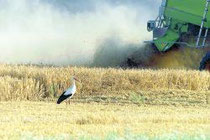 Storch auf dem Getreidefeld