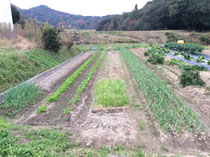 空き畝には寒中に向け種を播きます