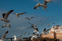 Hafenstadt Essaouira