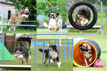 Agility macht Spaß !