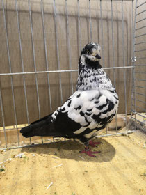P. Spiske Hv 96