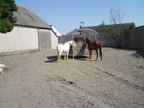 Rentnerpaddock