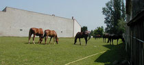 Hengstwiese
