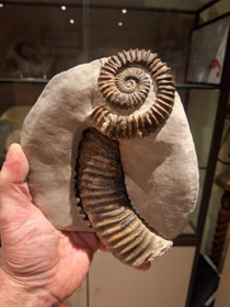 Aegocrioceras Spathi mit Wohnkammer