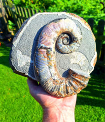 Audoliceras Russland