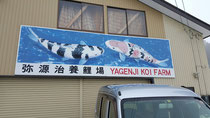 Yagenji Koi farm