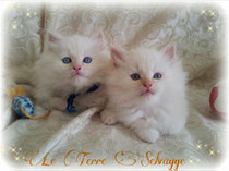 Cream tabby point 