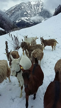 Eine Herde von Ziegen laufen im Schnee.