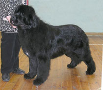 Teddy
