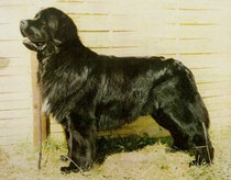 Herman