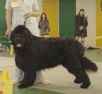 Kodiak