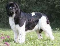 Maxi