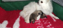 Shippy et ses deux bébés 