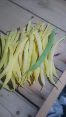イエローインゲン