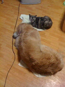 犬のリコ&リズちゃんが保母さんだったもんね