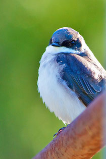 A male Tree Swallow at Distant Hill Gardens. 
