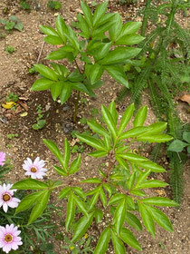 家の芍薬…。葉っぱだけ(ToT)