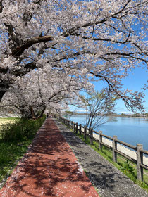 茶色い道が遊歩道なの♪すごく良いお天気でしたね〜。