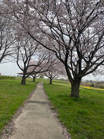 遊水地も桜が満開‼︎右下に見えるのは水仙だよ(^^)