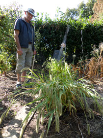 Jojo devant ses plants