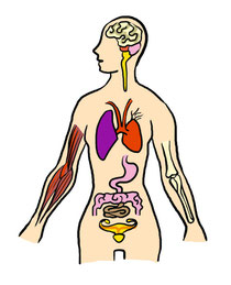 unser Körper ist eine Ganzheit von verschiedenen Spezialsystemen