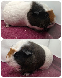 Flecki, weiblich, ca 2,5 Jahre alt, English Crested in solidgoldagouti rot weiß. Sehr süß, liebevoll, aber auch eher dominant ❤️ (45euro)