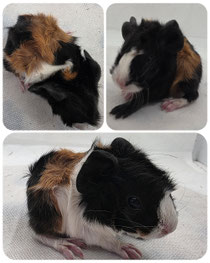 Fynn, männlich, geboren am 17.05.2026, rosette in schwarz rot weiß❤️ (80euro)