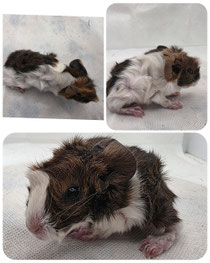 Fussel, männlich, geboren am 17.05.2026, rosette in Goldagouti Gold weiß ❤️ (80euro)