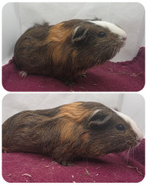 Brownie, Weiblich, ca 10 Monate alt, Glatthaar in Goldagouti gold weiß, sehr lieb, nicht dominant, eher eine Mitläuferin❤️ (45euro)