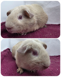 Malu, weiblich, 01.03.26 geboren, glatthaar in lilac gold. Sportlich, lieb, neugierig ❤️ (45euro)