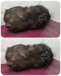 Blacky, weiblich, ca 2,5 Jahre, Rosette in schwarz/gräulich, sehr lieb, neugierig, sehr Aktiv❤️ (45euro) (derzeit in Behandlung)